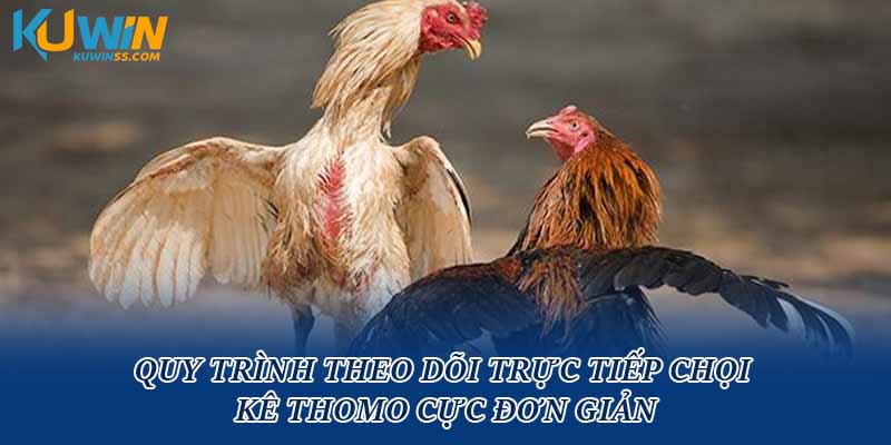 Quy trình theo dõi trực tiếp chọi kê Thomo cực đơn giản